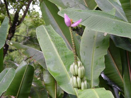Martinique Juillet 2004